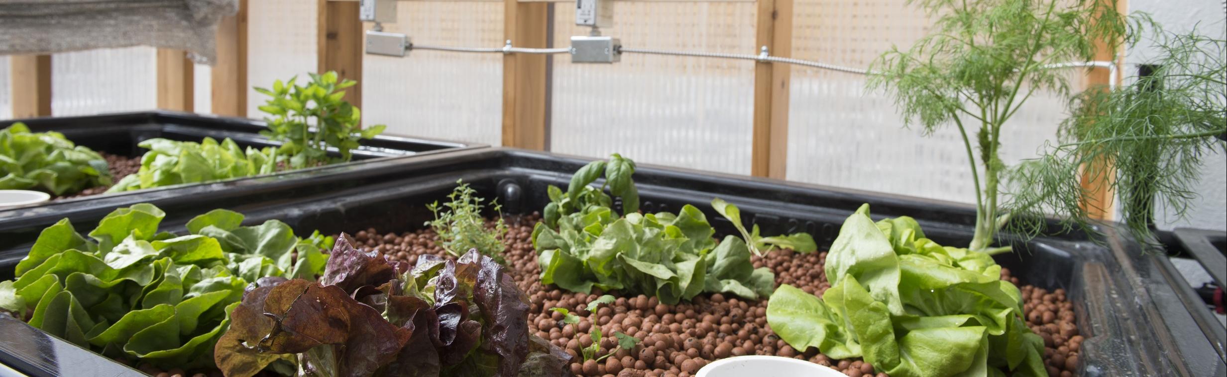 Plant beds with green and purple plants inside greenhouse